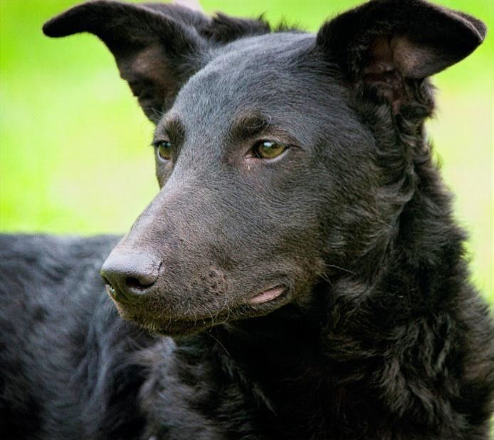 Lloyd - ein liebevoller Schmuser