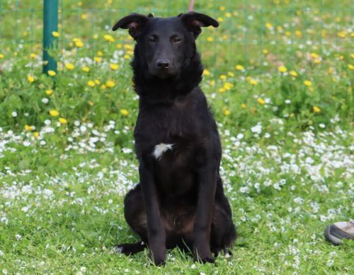 Lloyd - ein liebevoller Schmuser