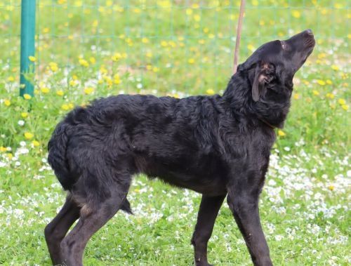 Lloyd - ein liebevoller Schmuser