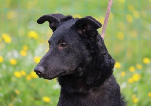 Lloyd - ein liebevoller Schmuser