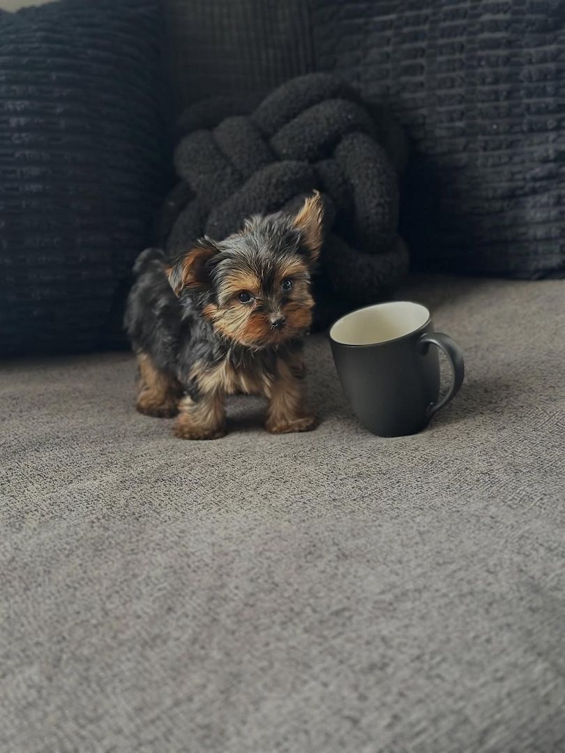 Zwei gesunde, kleine Yorkshire-Terrier-Welpen