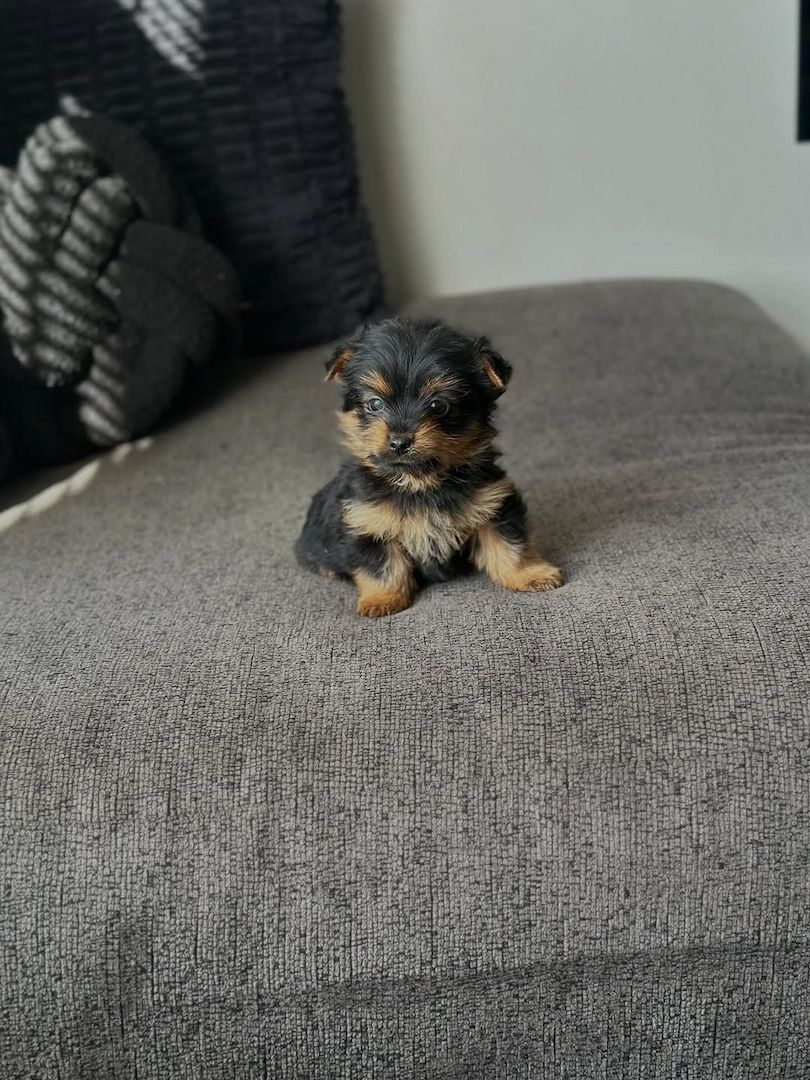 Wunderschöne Yorkshire-Terrier-Welpen