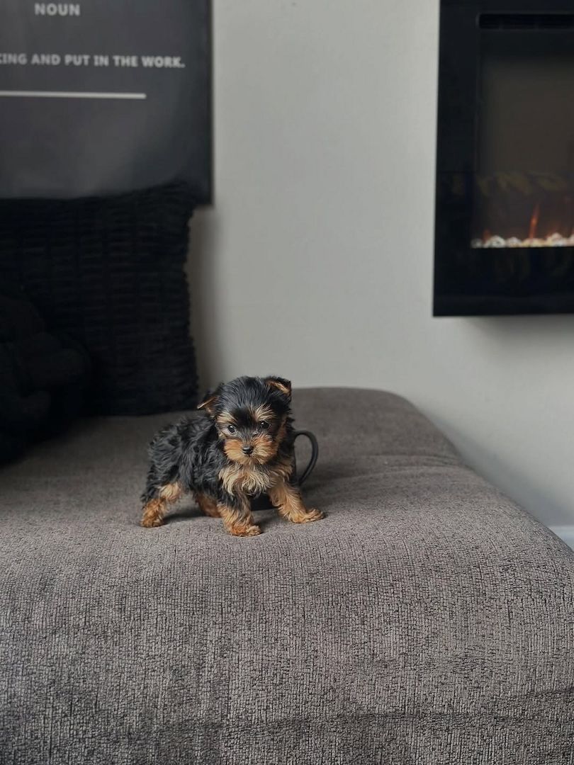 Bezaubernde Yorkshire-Terrier-Welpen (Teacup-Größe)