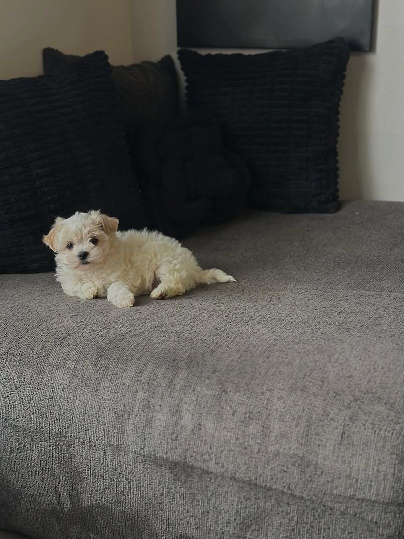 Bichon Frisé Welpe abzugeben