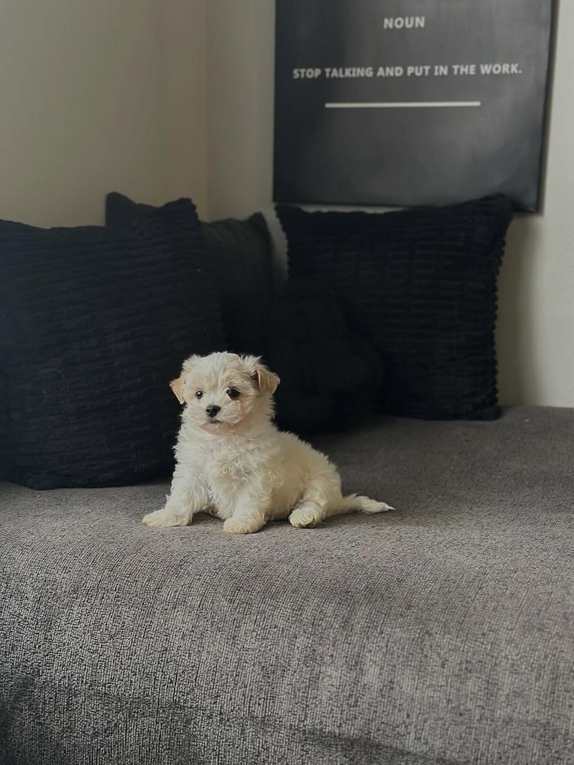 Bichon Frisé-Welpe (Hündin)