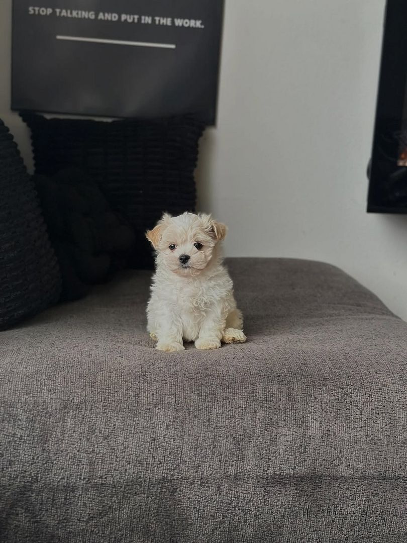 Weiblicher Bichon Frisé sucht ein neues Zuhause!