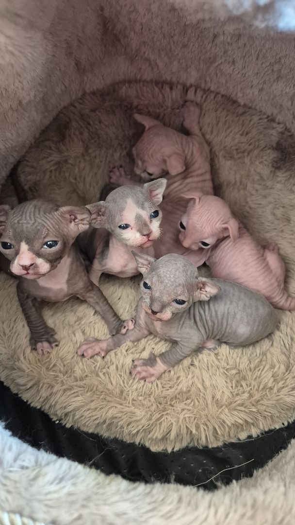 Sphynx Kitten