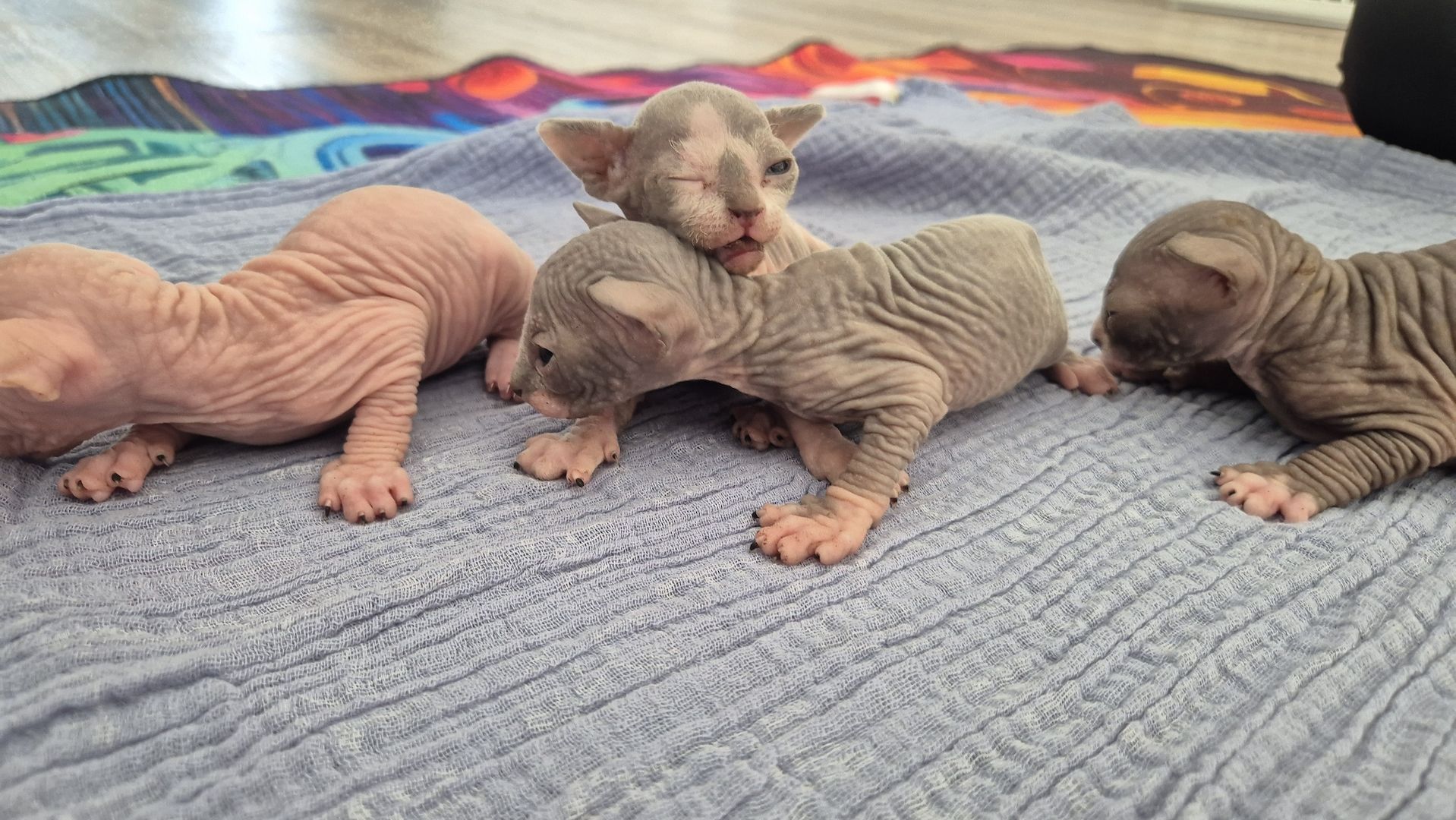 Sphynx Kitten
