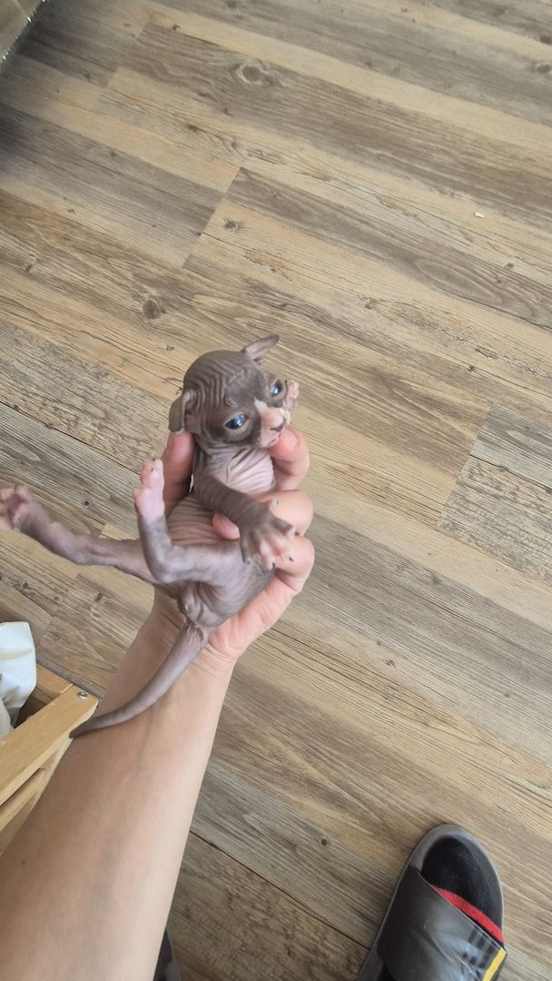 Sphynx Kitten