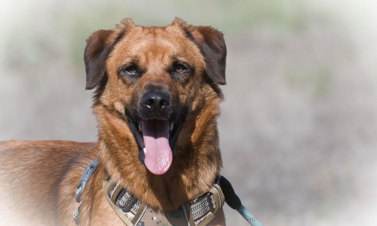 Caju - sensibel und liebevoll