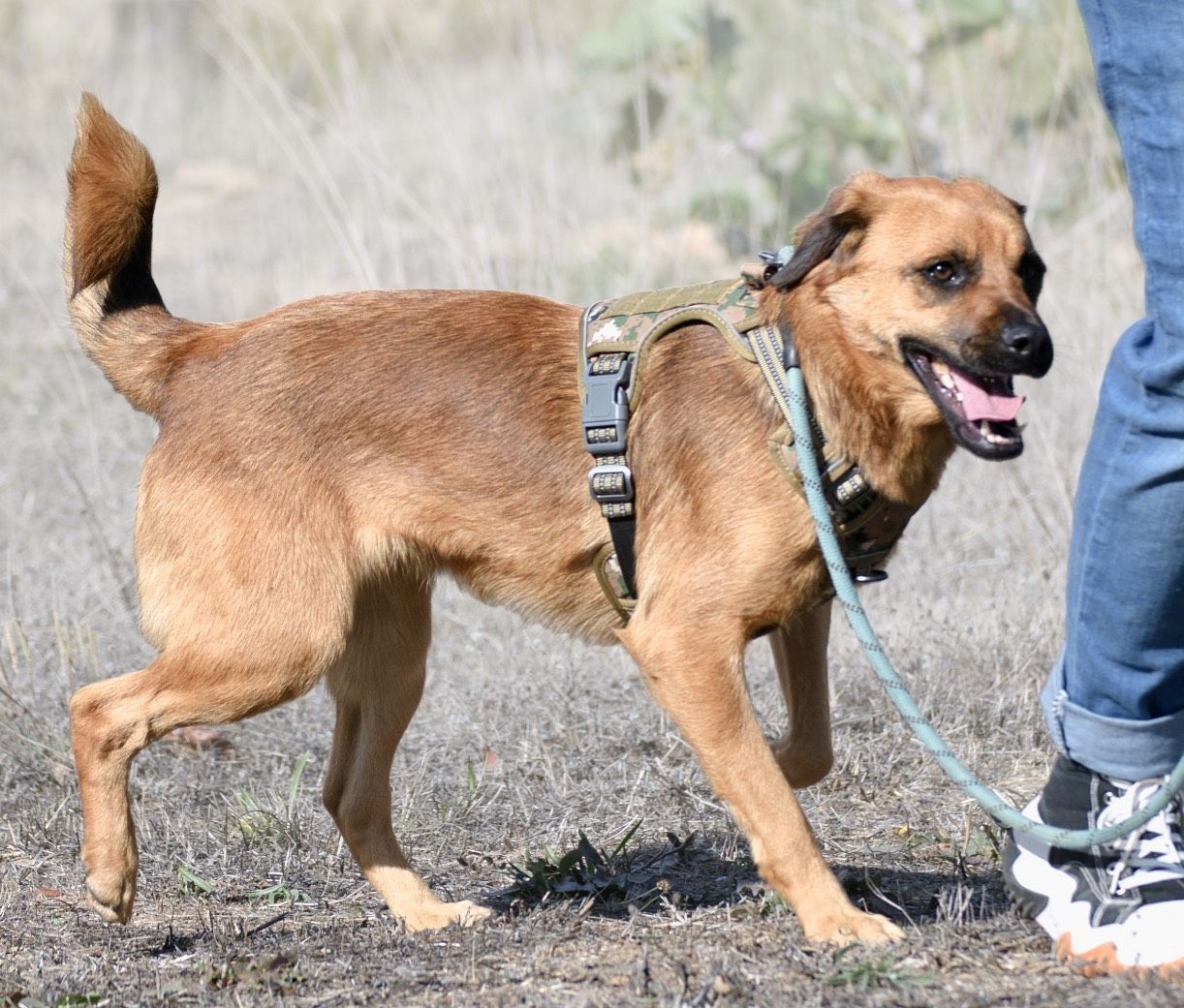 Caju - sensibel und liebevoll