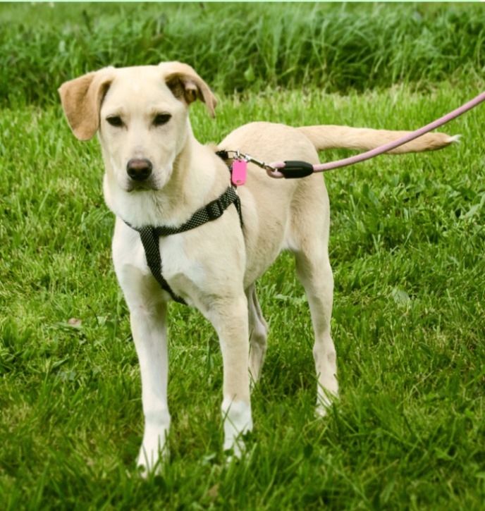 Ronaldo - ein junger Sunnyboy