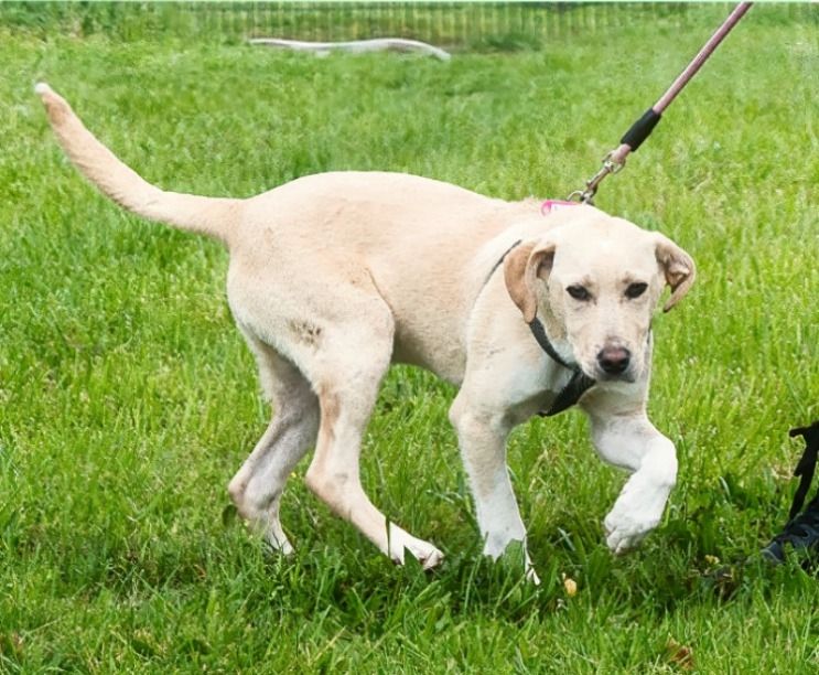 Ronaldo - ein junger Sunnyboy