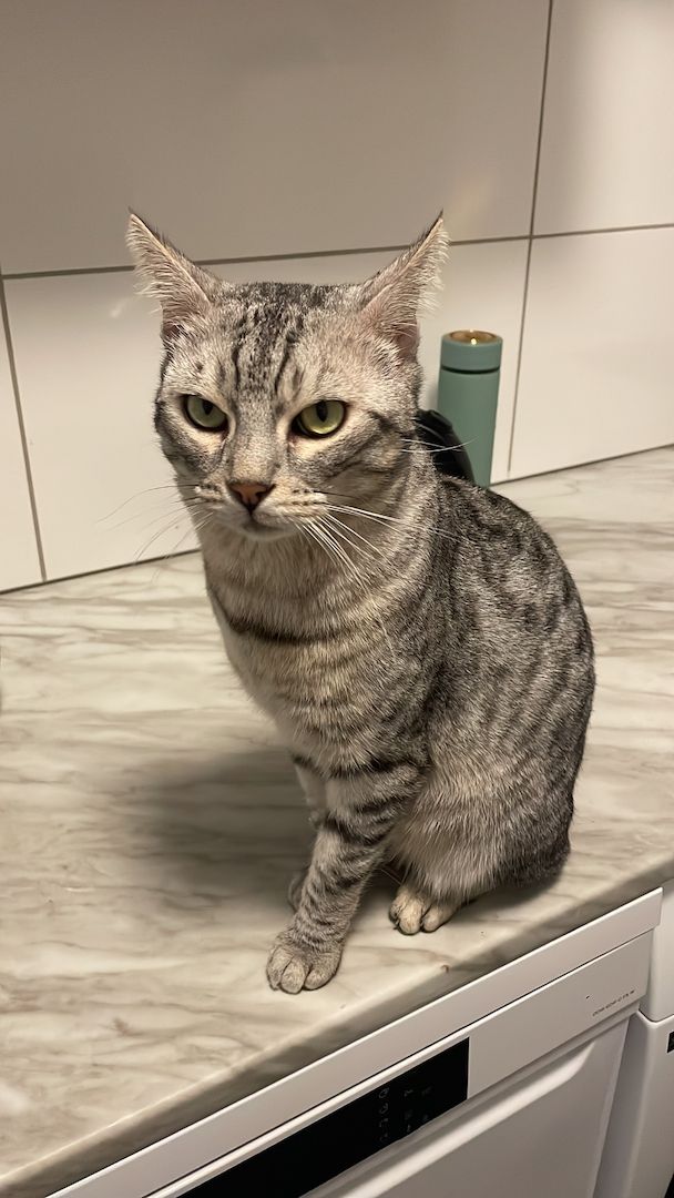 Bengal Katze 4 Jahre alt