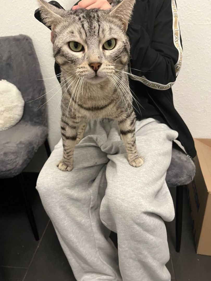 Bengal Katze 4 Jahre alt