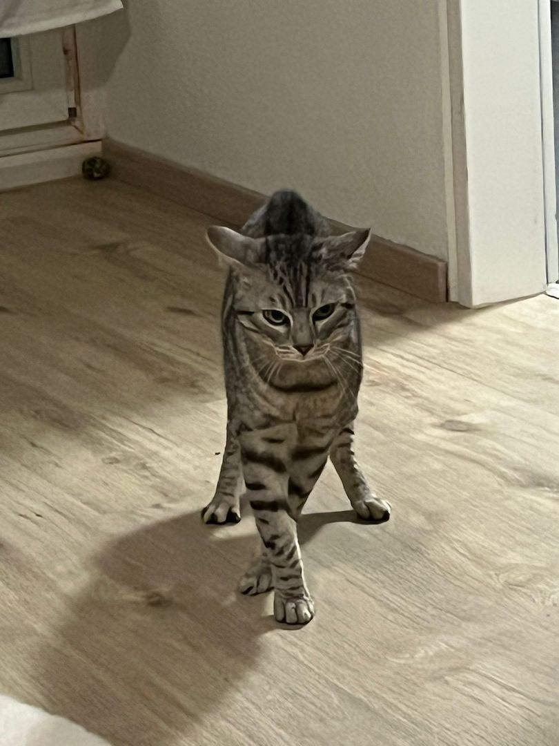 Bengal Katze 4 Jahre alt