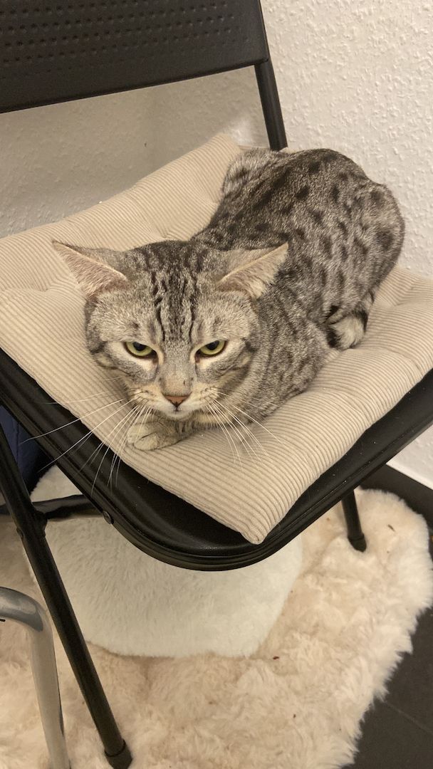 Bengal Katze 4 Jahre alt