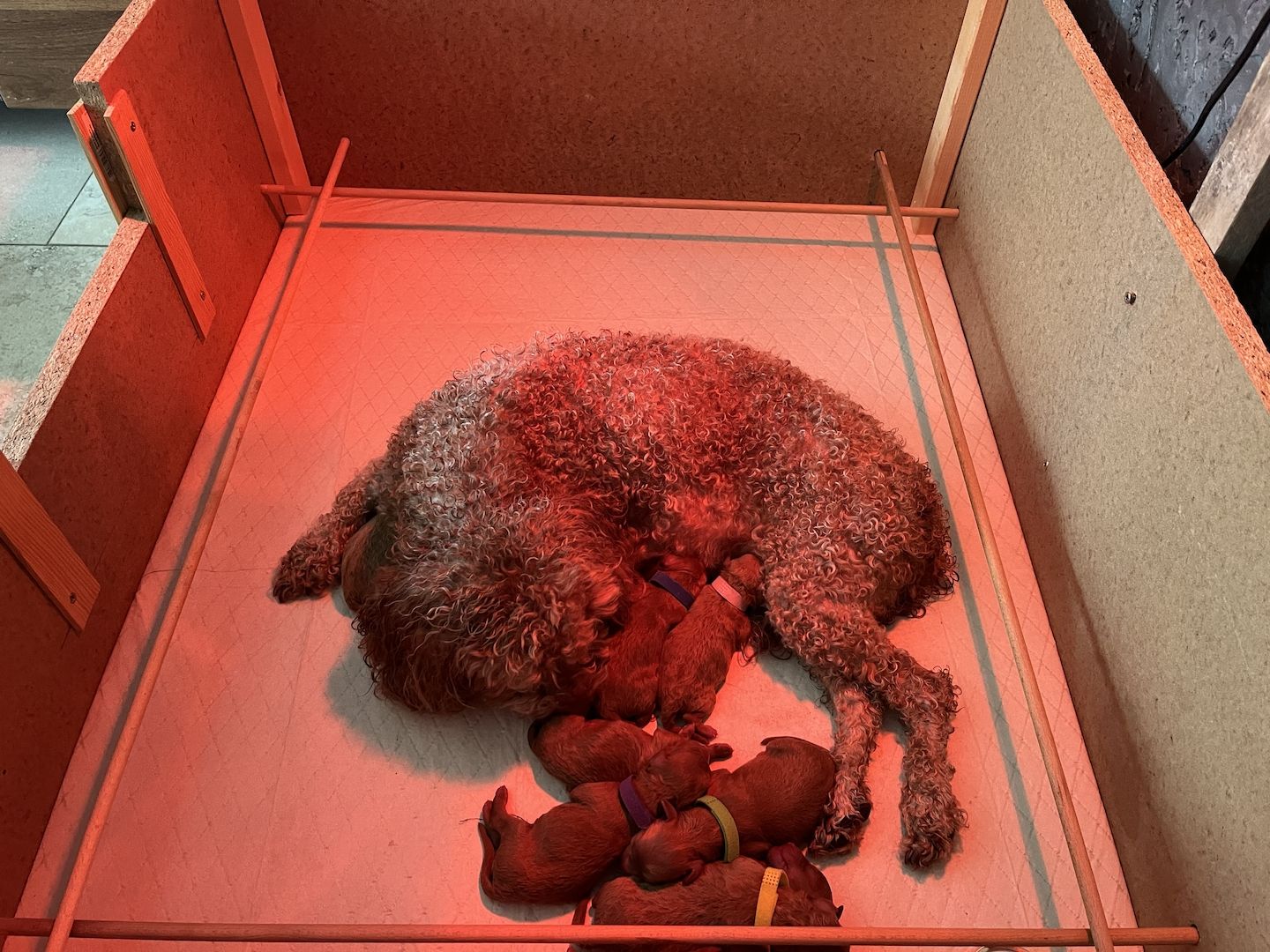 Zuckersüße Zwergpudel Welpen