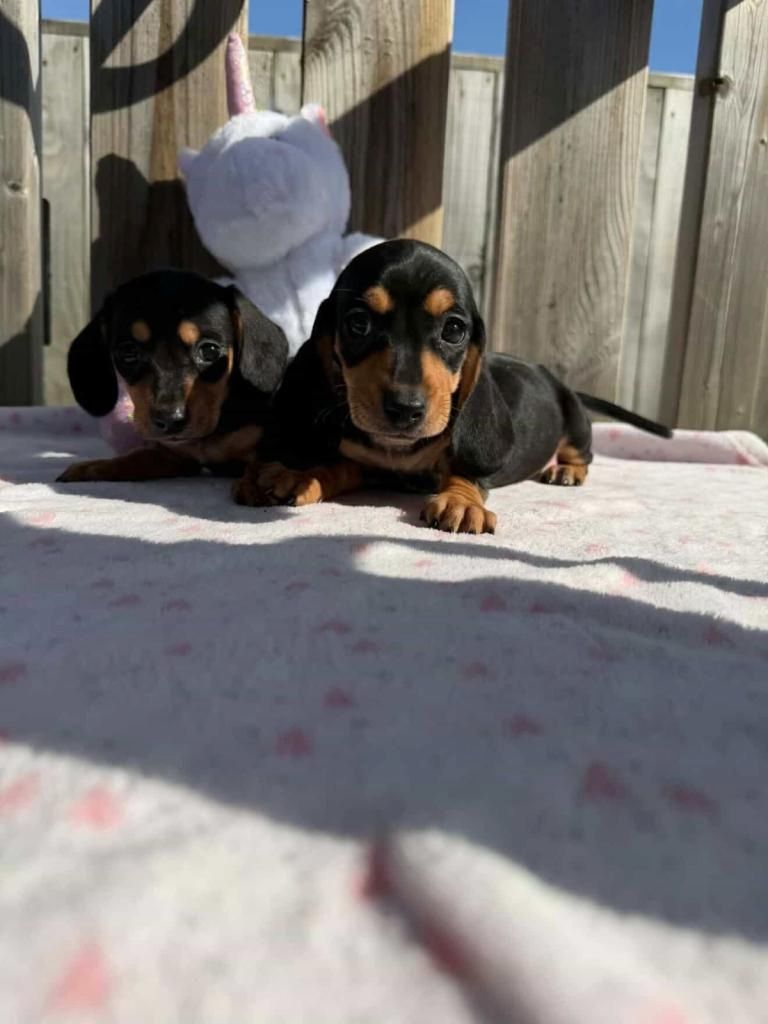 Zwergdackelwelpen