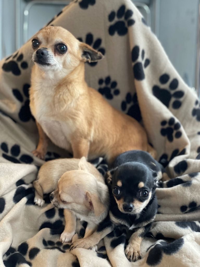 Chihuahua-Welpen suchen ein liebevolles Zuhause