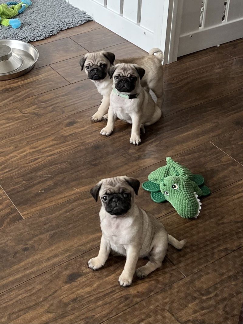 Wunderschöne Mops-Welpen (Rüde und Hündin) abzugeben