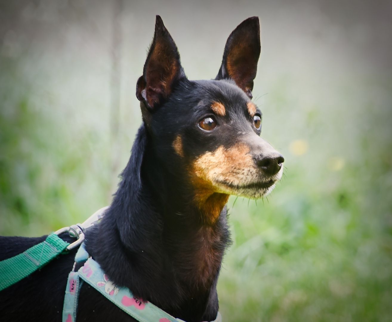 Lucio - ein freundlicher Begleiter