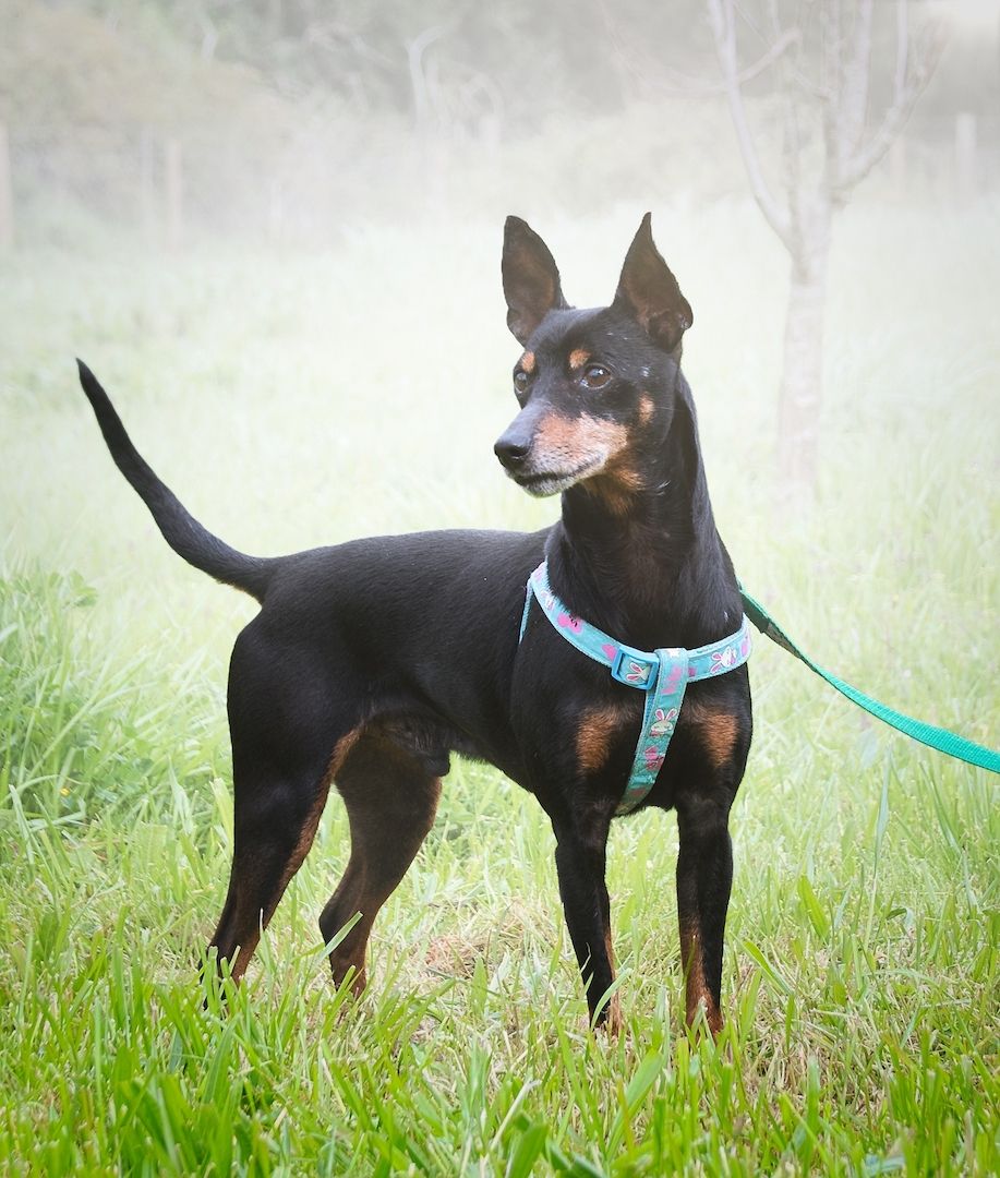 Lucio - ein freundlicher Begleiter