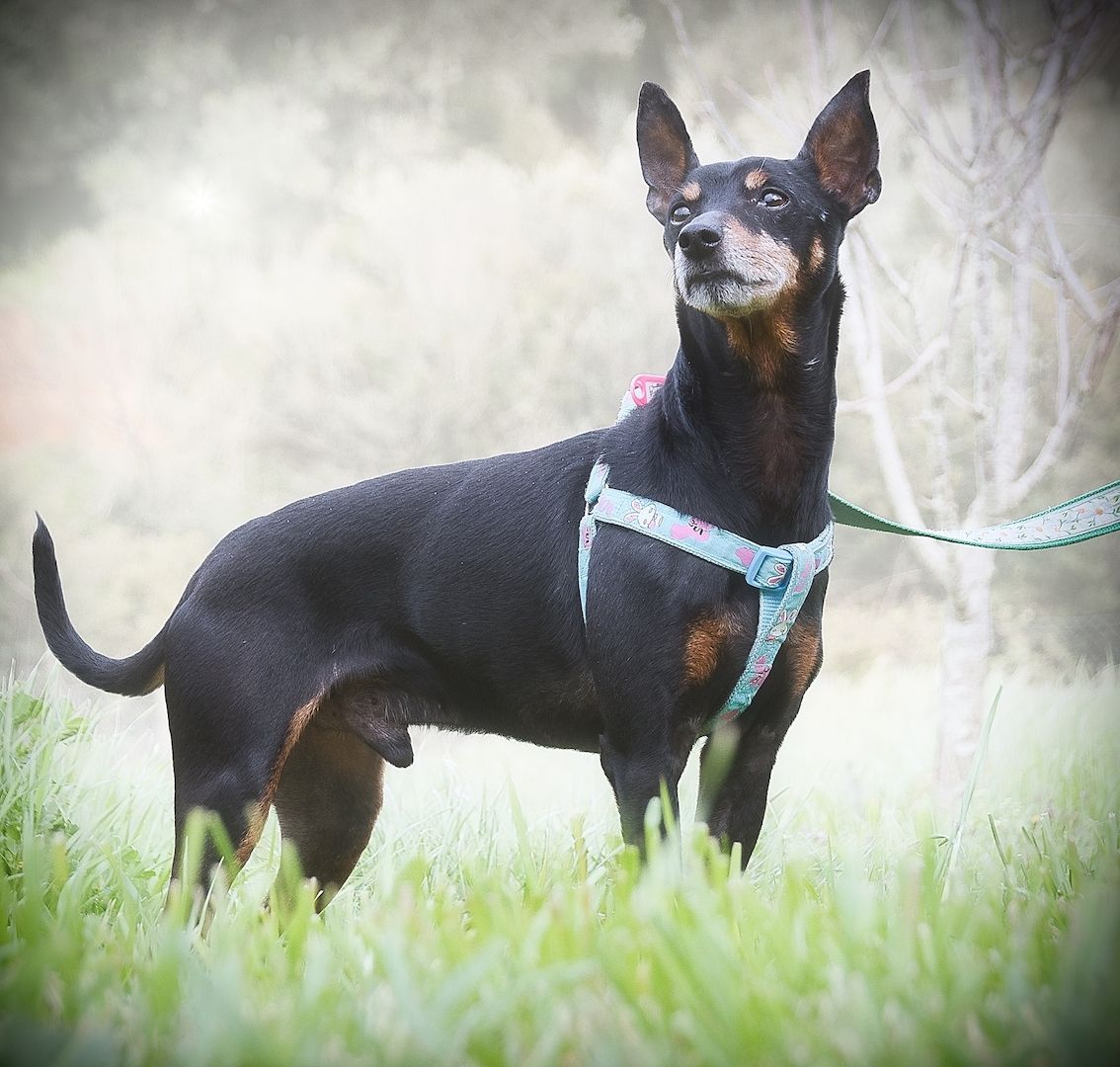 Lucio - ein freundlicher Begleiter