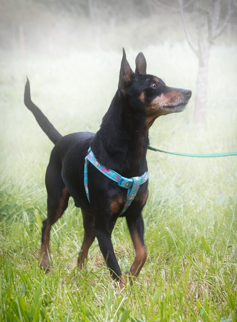 Lucio - ein freundlicher Begleiter