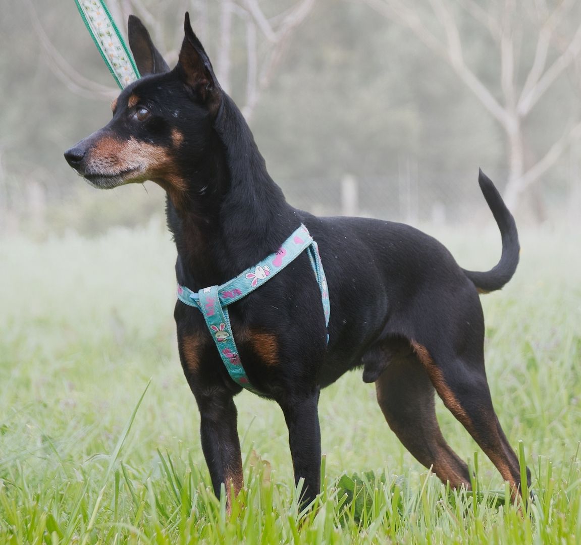 Lucio - ein freundlicher Begleiter