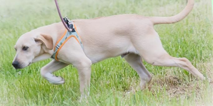 Chris - freundlich und neugierig