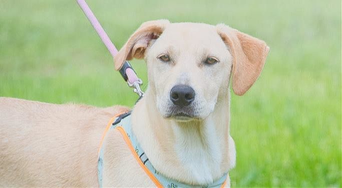 Chris - freundlich und neugierig