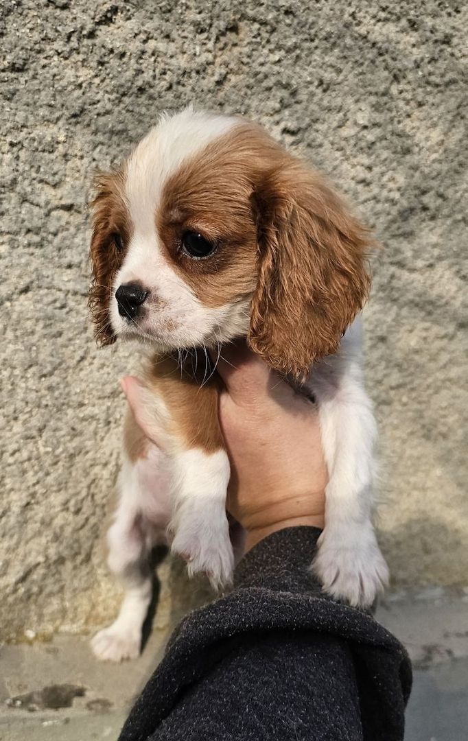 Cavalier King Charles Spaniel Welpen, Rüden und Hündinnen.