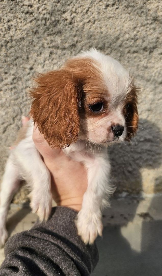 Cavalier King Charles Spaniel Welpen, Rüden und Hündinnen.