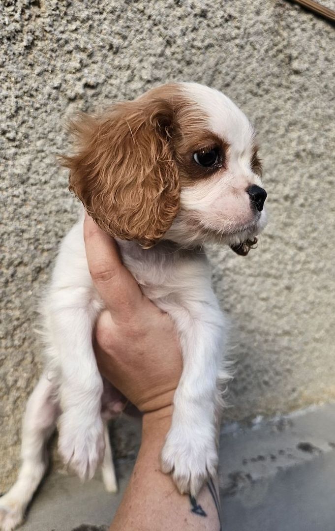 Cavalier King Charles Spaniel Welpen, Rüden und Hündinnen.