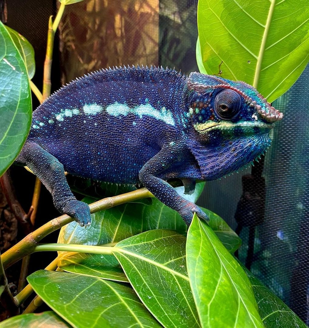 Reptilienarten, einschließlich Wasserschildkröten, Landschildkröten und Chamäleons