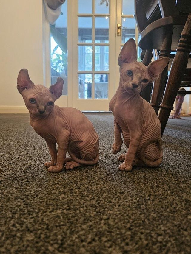 Sphynx-Kitten mit Stammbaum.