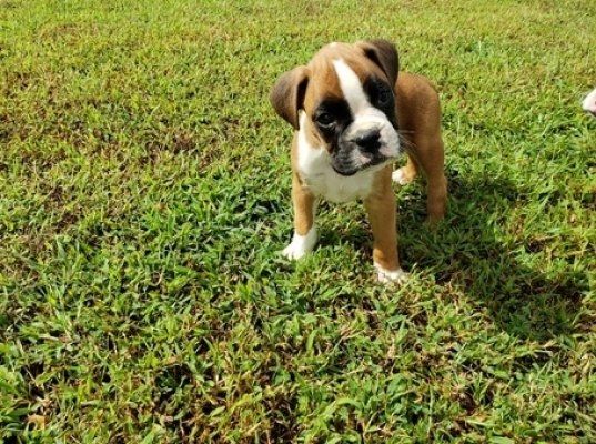Süße Boxerwelpen abzugeben