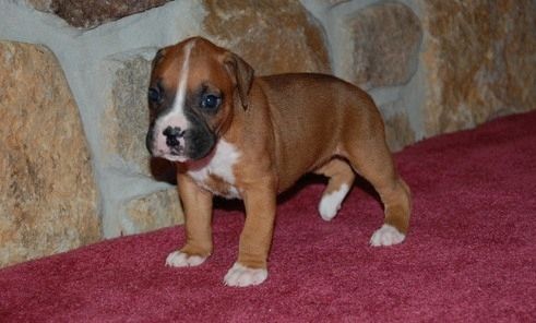 Wunderschöne Boxerwelpen