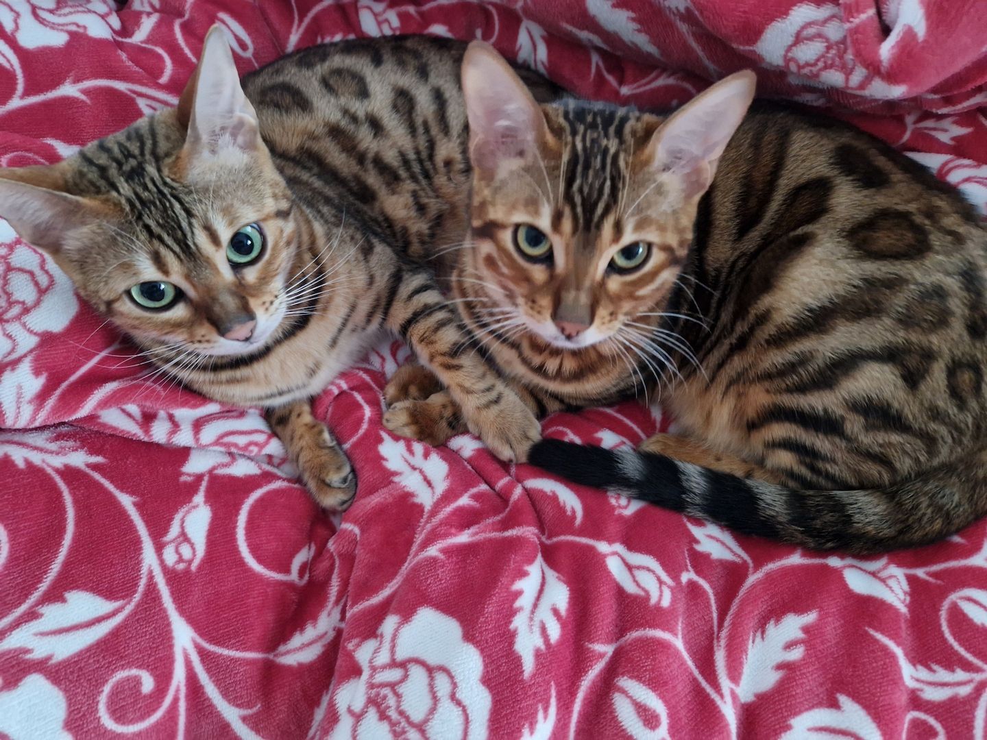 2x Bengalkatzen ( Kater und Katze )