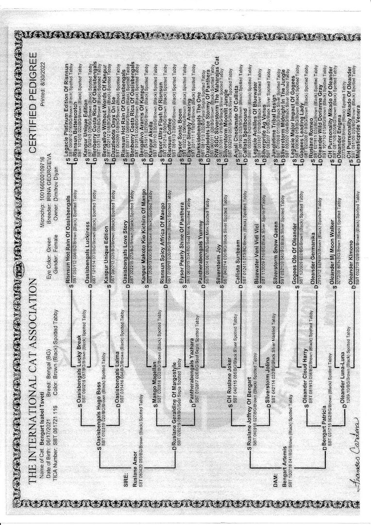 2x Bengalkatzen ( Kater und Katze )