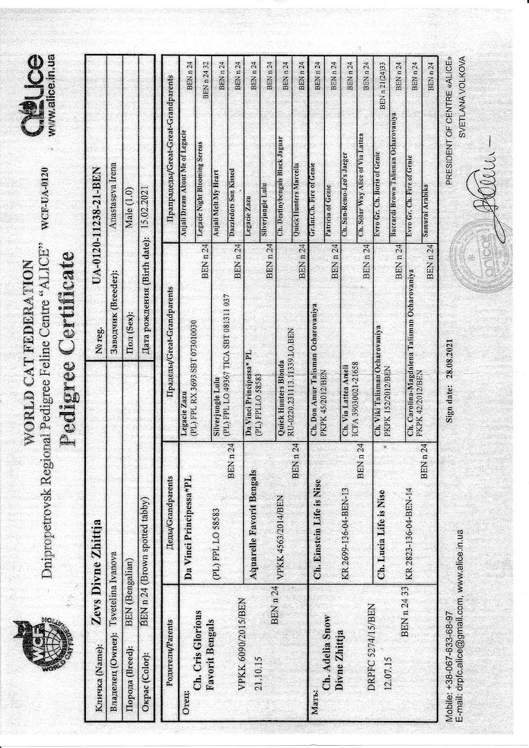 2x Bengalkatzen ( Kater und Katze )