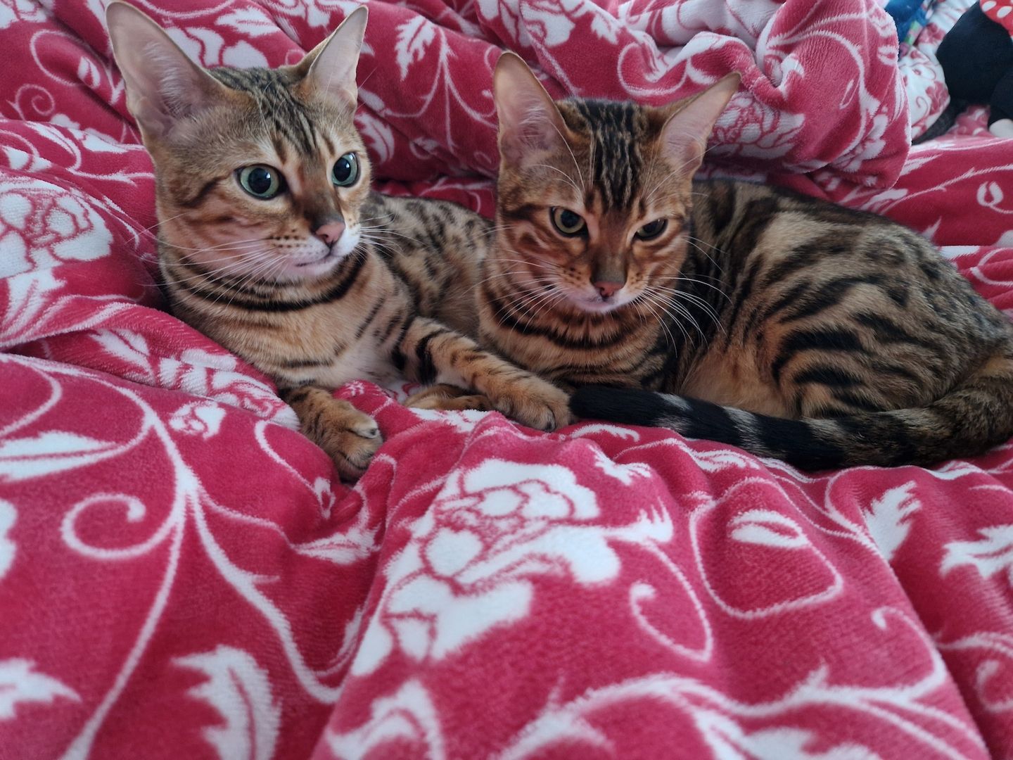 2x Bengalkatzen ( Kater und Katze )