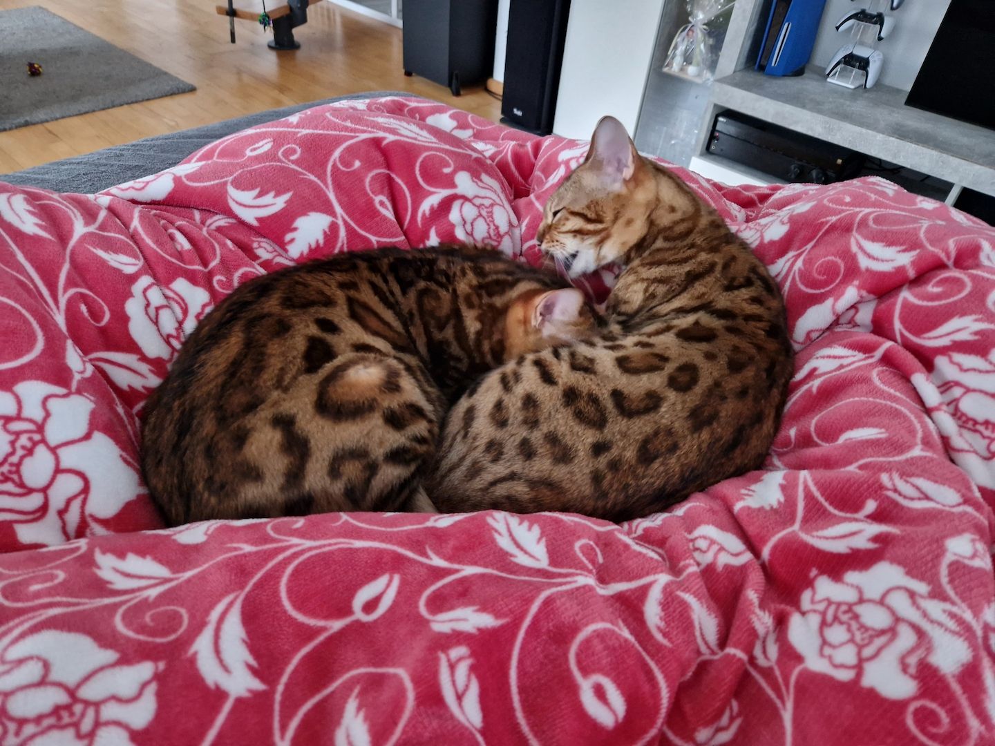 2x Bengalkatzen ( Kater und Katze )