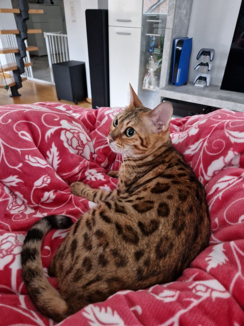 2x Bengalkatzen ( Kater und Katze )