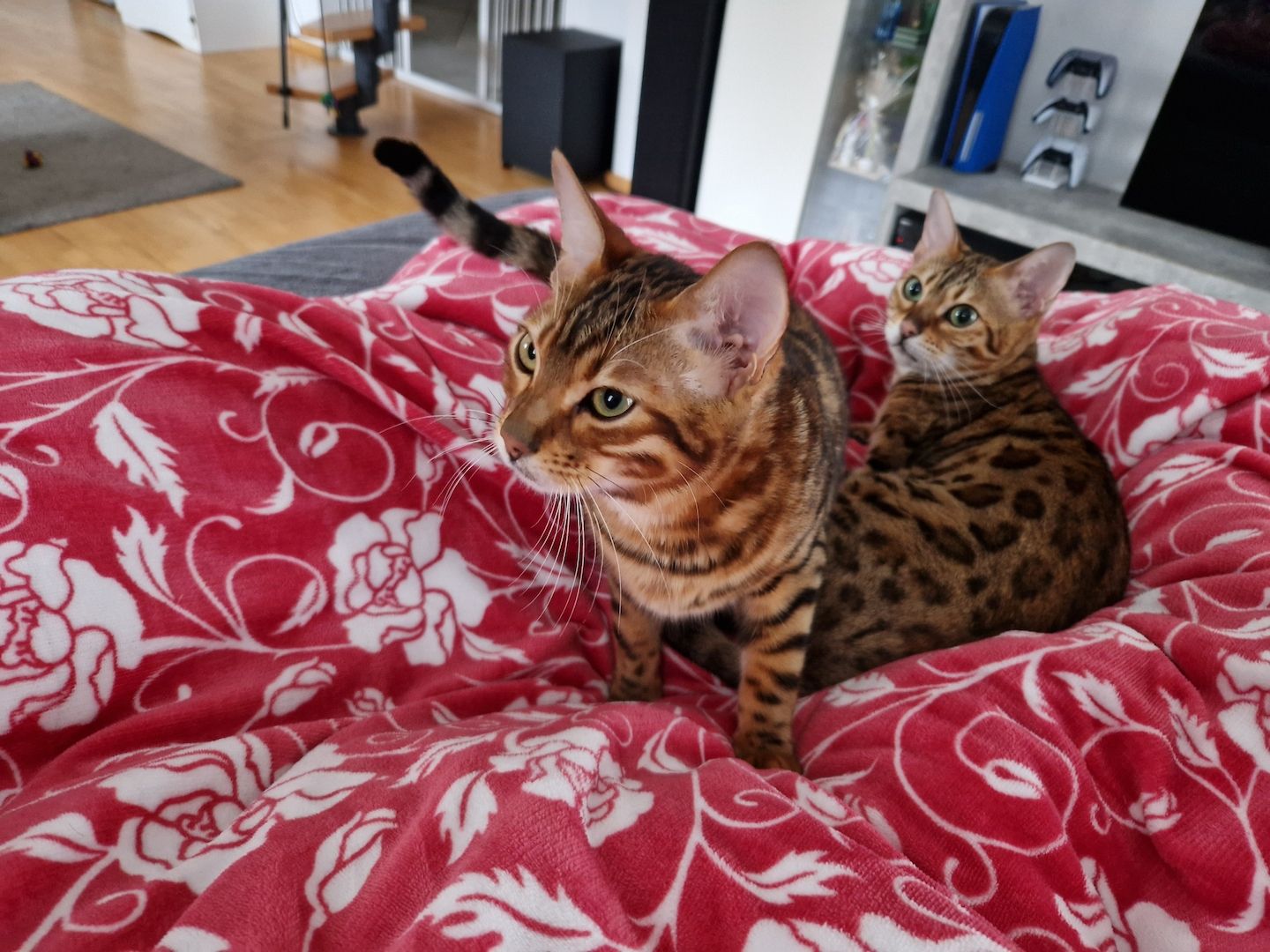 2x Bengalkatzen ( Kater und Katze )