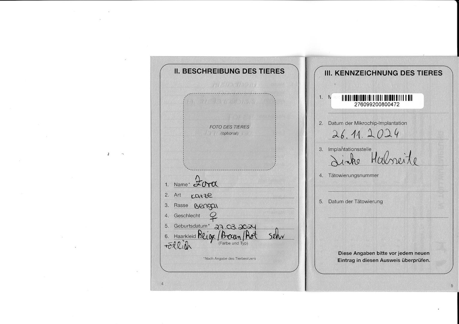 2x Bengalkatzen ( Kater und Katze )