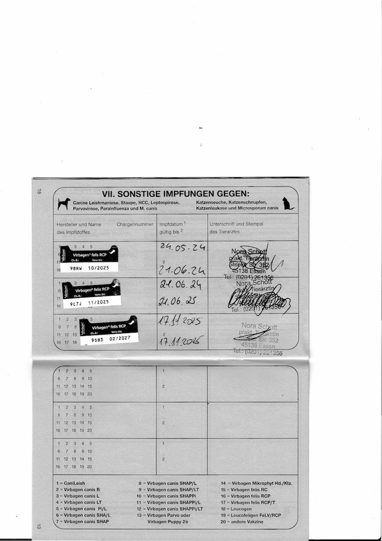 2x Bengalkatzen ( Kater und Katze )