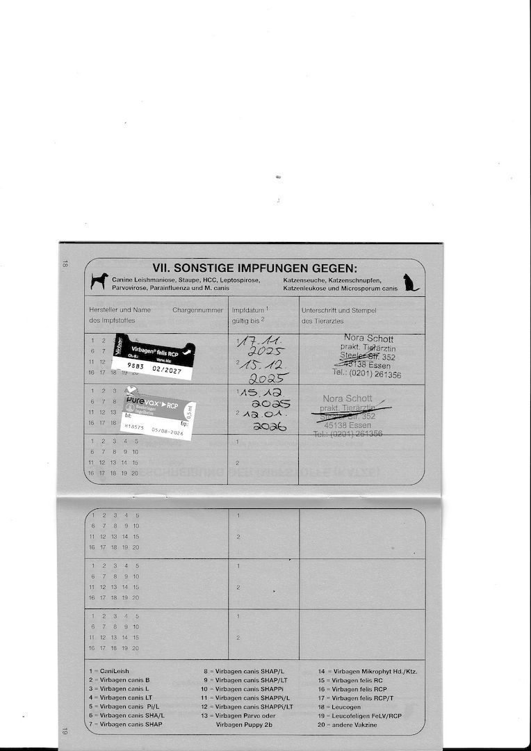 2x Bengalkatzen ( Kater und Katze )