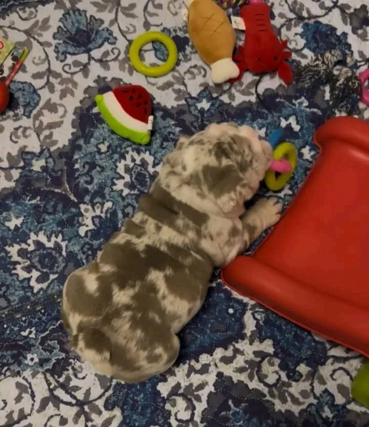 Bezaubernde Englische Bulldoggenwelpen suchen ein neues Zuhause